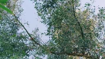 Free download TREES - Trailer video and edit with RedcoolMedia movie maker MovieStudio video editor online and AudioStudio audio editor onlin