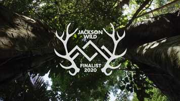 Free download Tribes on the Edge Finalist Trailer video and edit with RedcoolMedia movie maker MovieStudio video editor online and AudioStudio audio editor onlin