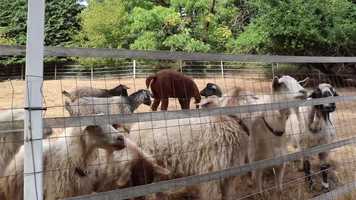 Free download Trillium Valley Farm Goat Odyssey video and edit with RedcoolMedia movie maker MovieStudio video editor online and AudioStudio audio editor onlin