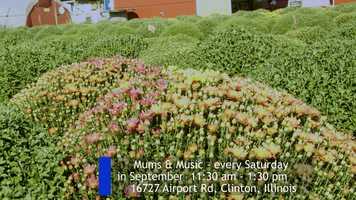 Free download Triple M Farm: Mariahs Mums video and edit with RedcoolMedia movie maker MovieStudio video editor online and AudioStudio audio editor onlin