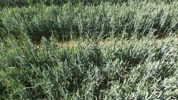 Free download Trip on a sunny day video and edit with RedcoolMedia movie maker MovieStudio video editor online and AudioStudio audio editor onlin