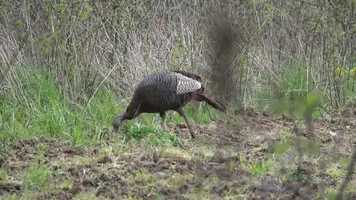 Free download True Life Hunting Adventures - Season 2 - Episode 21 - Chasing Ohio Spring Turkeys video and edit with RedcoolMedia movie maker MovieStudio video editor online and AudioStudio audio editor onlin