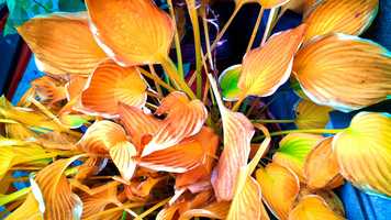 Free download tune5dots_5th video and edit with RedcoolMedia movie maker MovieStudio video editor online and AudioStudio audio editor onlin