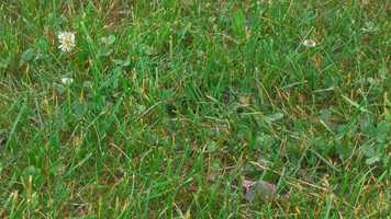 Free download Turtle video and edit with RedcoolMedia movie maker MovieStudio video editor online and AudioStudio audio editor onlin