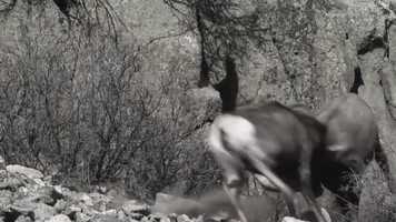 Free download TVC_Adidas Rugby _ FORCE OF BLACK video and edit with RedcoolMedia movie maker MovieStudio video editor online and AudioStudio audio editor onlin