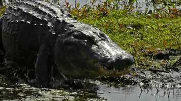 Free download Types of Animal Movement video and edit with RedcoolMedia movie maker MovieStudio video editor online and AudioStudio audio editor onlin