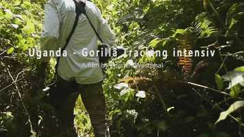 Free download Uganda - Gorilla Tracking intensiv video and edit with RedcoolMedia movie maker MovieStudio video editor online and AudioStudio audio editor onlin