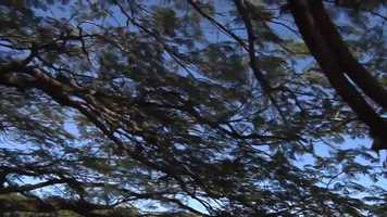 Free download Um pardal na gaiola (curta metragem) video and edit with RedcoolMedia movie maker MovieStudio video editor online and AudioStudio audio editor onlin