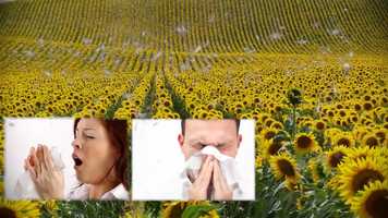Free download UM - Reactine Pollen Alerts Integrated Program - 2018 video and edit with RedcoolMedia movie maker MovieStudio video editor online and AudioStudio audio editor onlin