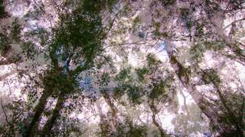 Free download Under the Trees  - 1 Hour Film Project video and edit with RedcoolMedia movie maker MovieStudio video editor online and AudioStudio audio editor onlin