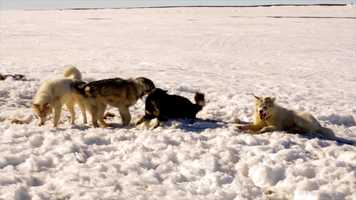 Free download Unikkaaqtuat (teaser).mov video and edit with RedcoolMedia movie maker MovieStudio video editor online and AudioStudio audio editor onlin