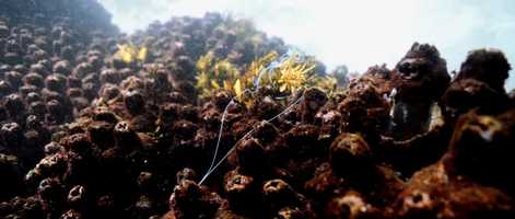 Free download Untitled Underwater video and edit with RedcoolMedia movie maker MovieStudio video editor online and AudioStudio audio editor onlin