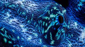 Free download Up Close video and edit with RedcoolMedia movie maker MovieStudio video editor online and AudioStudio audio editor onlin