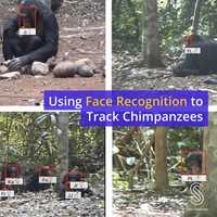 Free download Using Face Recognition to Track Chimpanzees video and edit with RedcoolMedia movie maker MovieStudio video editor online and AudioStudio audio editor onlin