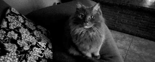 Free download UVA cat horror video and edit with RedcoolMedia movie maker MovieStudio video editor online and AudioStudio audio editor onlin