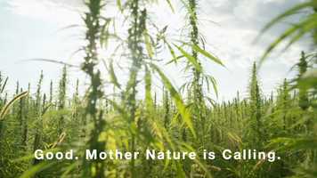 Free download v5-127 Top CBD Review in Paradise Utah 84328 |.Factory6CBD.com| Gummies | Call from: MS MN MI MA MD ME LA video and edit with RedcoolMedia movie maker MovieStudio video editor online and AudioStudio audio editor onlin