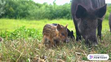 Free download Vdeo de seminrios video and edit with RedcoolMedia movie maker MovieStudio video editor online and AudioStudio audio editor onlin