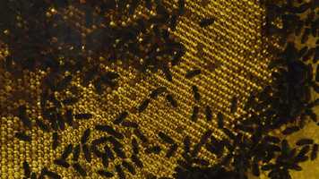 Free download Včelr v zajat rytmov prrody video and edit with RedcoolMedia movie maker MovieStudio video editor online and AudioStudio audio editor onlin