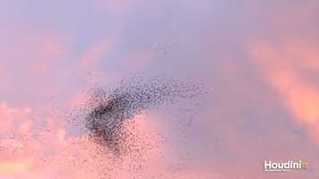 Free download VEX Flocking (boids algorithm) video and edit with RedcoolMedia movie maker MovieStudio video editor online and AudioStudio audio editor onlin