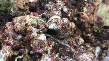 Free download Video E video and edit with RedcoolMedia movie maker MovieStudio video editor online and AudioStudio audio editor onlin