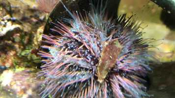 Free download Video I (no sound) video and edit with RedcoolMedia movie maker MovieStudio video editor online and AudioStudio audio editor onlin