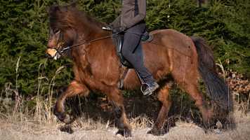 Free download Video Islandpferd video and edit with RedcoolMedia movie maker MovieStudio video editor online and AudioStudio audio editor onlin