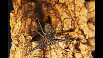 Free download Video_Living Arthropod and Environmental Education Laboratory video and edit with RedcoolMedia movie maker MovieStudio video editor online and AudioStudio audio editor onlin