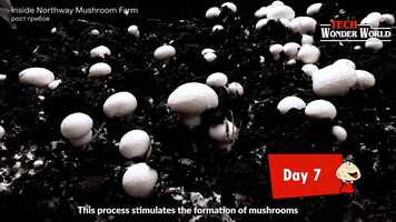 Free download video reference video and edit with RedcoolMedia movie maker MovieStudio video editor online and AudioStudio audio editor onlin