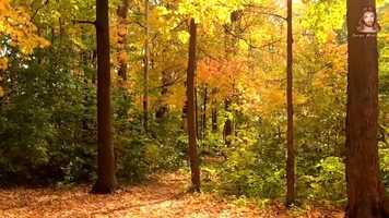 Free download Viral Video Of the Blessed Virgin Mary At The Sky �� video and edit with RedcoolMedia movie maker MovieStudio video editor online and AudioStudio audio editor onlin