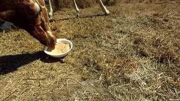 Free download Virry VR Trailer video and edit with RedcoolMedia movie maker MovieStudio video editor online and AudioStudio audio editor onlin