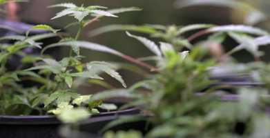 Free download VIRTUAL CANNABIS CUP @ HEMP HOUSE FIGHT CLUB video and edit with RedcoolMedia movie maker MovieStudio video editor online and AudioStudio audio editor onlin