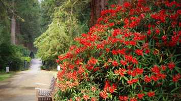 Free download Virtual Summer at Benmore: June 2020 video and edit with RedcoolMedia movie maker MovieStudio video editor online and AudioStudio audio editor onlin