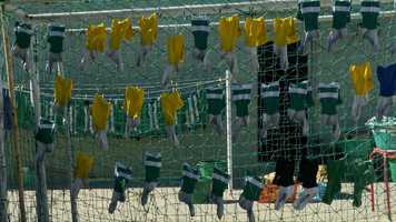 Free download Viveiro (2019) dir. Pedro Filipe Marques excerto video and edit with RedcoolMedia movie maker MovieStudio video editor online and AudioStudio audio editor onlin