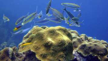 Free download VIVE - VUELA - RENACE - SUEA - AMA - CUIDA - PROTEGE video and edit with RedcoolMedia movie maker MovieStudio video editor online and AudioStudio audio editor onlin