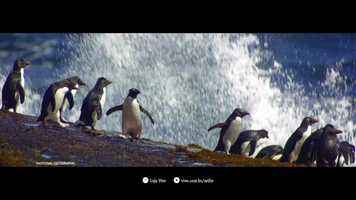 Free download Vivo - Selfie Disney+ video and edit with RedcoolMedia movie maker MovieStudio video editor online and AudioStudio audio editor onlin