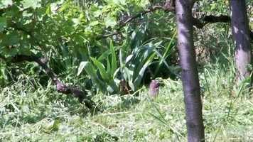 Free download vmo testing video and edit with RedcoolMedia movie maker MovieStudio video editor online and AudioStudio audio editor onlin