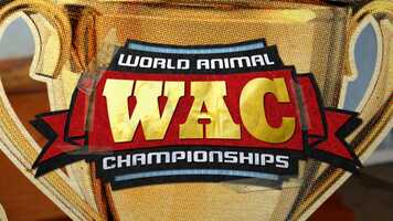 Free download WAC: World Animal Championships - Animation Highlights video and edit with RedcoolMedia movie maker MovieStudio video editor online and AudioStudio audio editor onlin