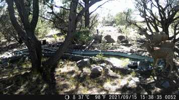 Free download Wading Fawn video and edit with RedcoolMedia movie maker MovieStudio video editor online and AudioStudio audio editor onlin