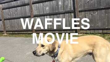 Free download Waffles Movie video and edit with RedcoolMedia movie maker MovieStudio video editor online and AudioStudio audio editor onlin