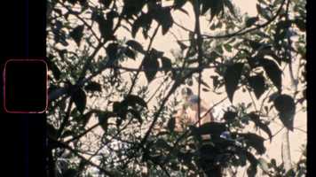 Free download Waiheke |  A Home Movie video and edit with RedcoolMedia movie maker MovieStudio video editor online and AudioStudio audio editor onlin