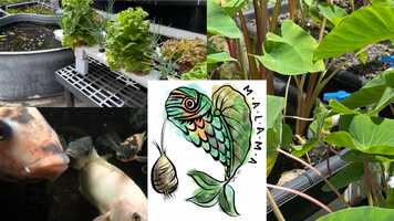 Free download Waimānalo Aquaponics - VOS8-05 (trailer) video and edit with RedcoolMedia movie maker MovieStudio video editor online and AudioStudio audio editor onlin