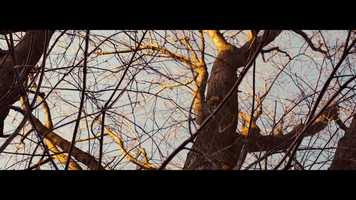 Free download Walking on trees video and edit with RedcoolMedia movie maker MovieStudio video editor online and AudioStudio audio editor onlin