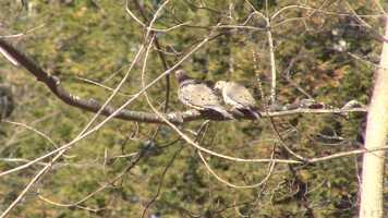 Free download Walking Through Woods on a Spring Afternoon video and edit with RedcoolMedia movie maker MovieStudio video editor online and AudioStudio audio editor onlin