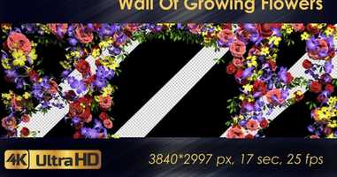 Free download Wall Of Growing Flowers | Motion Graphics - Envato elements video and edit with RedcoolMedia movie maker MovieStudio video editor online and AudioStudio audio editor onlin