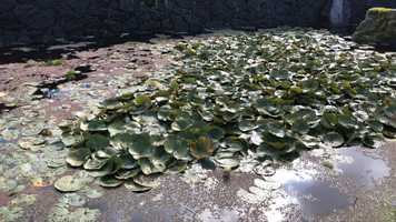 Free download Water Lilies video and edit with RedcoolMedia movie maker MovieStudio video editor online and AudioStudio audio editor onlin