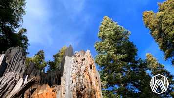Free download WAW - Wander All Wonders: Daylight forest @ North Lake Tahoe, CA video and edit with RedcoolMedia movie maker MovieStudio video editor online and AudioStudio audio editor onlin