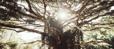 Free download wedding film - giana e edu video and edit with RedcoolMedia movie maker MovieStudio video editor online and AudioStudio audio editor onlin