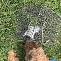 Free download Welsh Terrier Performance Fun Day video and edit with RedcoolMedia movie maker MovieStudio video editor online and AudioStudio audio editor onlin