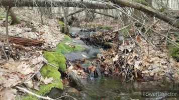 Free download Western, MA Geocache Challenge Planting video and edit with RedcoolMedia movie maker MovieStudio video editor online and AudioStudio audio editor onlin