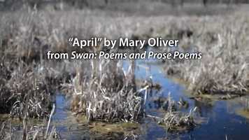 Free download Wetland Words: April by Mary Oliver video and edit with RedcoolMedia movie maker MovieStudio video editor online and AudioStudio audio editor onlin
